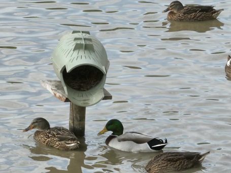Bergischer Entenbrutkorb auf einem See mit Enten | Entennest | Nisthilfe Bergischer Entenbrutkorb auf einem See mit Enten | Entennest | Nisthilfe