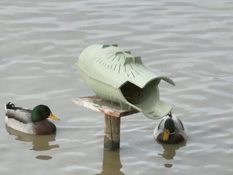 Bergischer Entenbrutkorb auf einem See mit Enten | Entennest | Nisthilfe Bergischer Entenbrutkorb auf einem See mit Enten | Entennest | Nisthilfe
