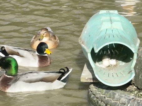Entennest im Bergischen Entenbrutkorb | Entennest | Nisthilfe Entennest im Entenbrutkorb